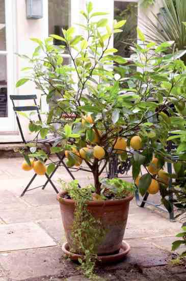 Dwarf trees can be very productive in containers, and water use can be minimized with ollas, porous capsules, or microporous hose.